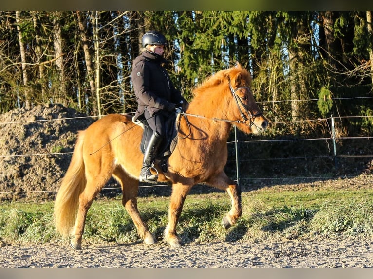 Caballos islandeses Yegua 10 años 140 cm Red Dun/Cervuno in Tann