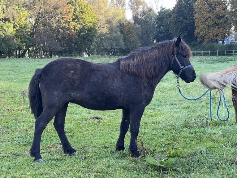 Caballos islandeses Yegua 10 años 140 cm Ruano azulado in Bad Abbach