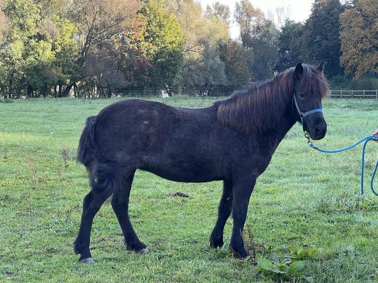 Caballos islandeses Yegua 10 años 140 cm Ruano azulado in Bad Abbach