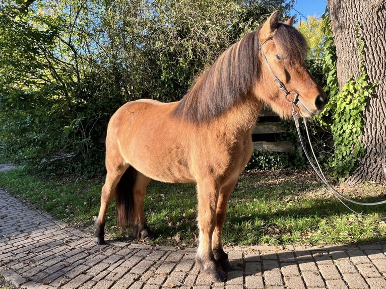 Caballos islandeses Yegua 10 años 141 cm in L&#xFC;dersburg