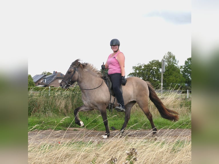 Caballos islandeses Yegua 10 años 142 cm Bayo in Euskirchen