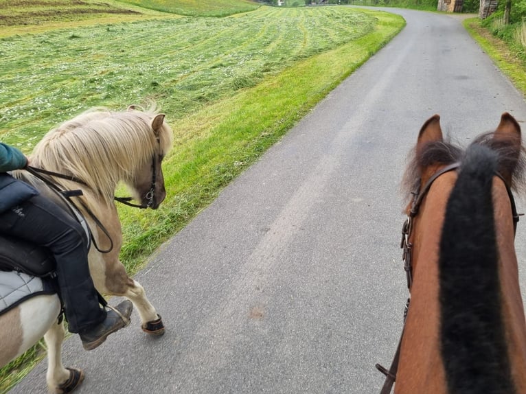 Caballos islandeses Yegua 10 años 142 cm Bayo in Schwanden im Emmental