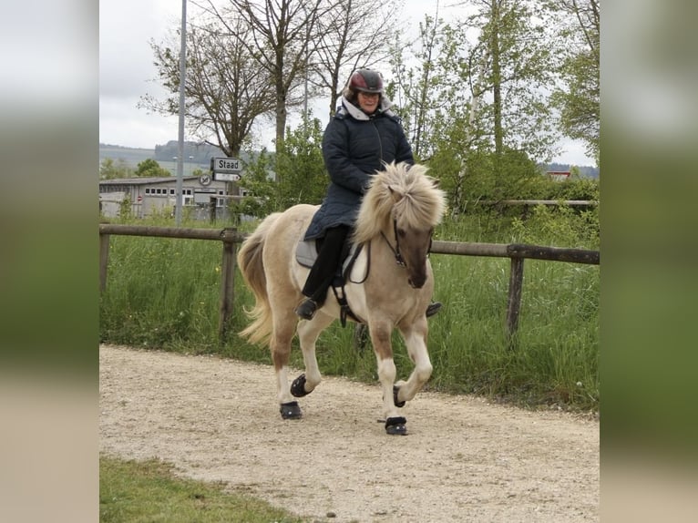 Caballos islandeses Yegua 10 años 142 cm Bayo in Schwanden im Emmental