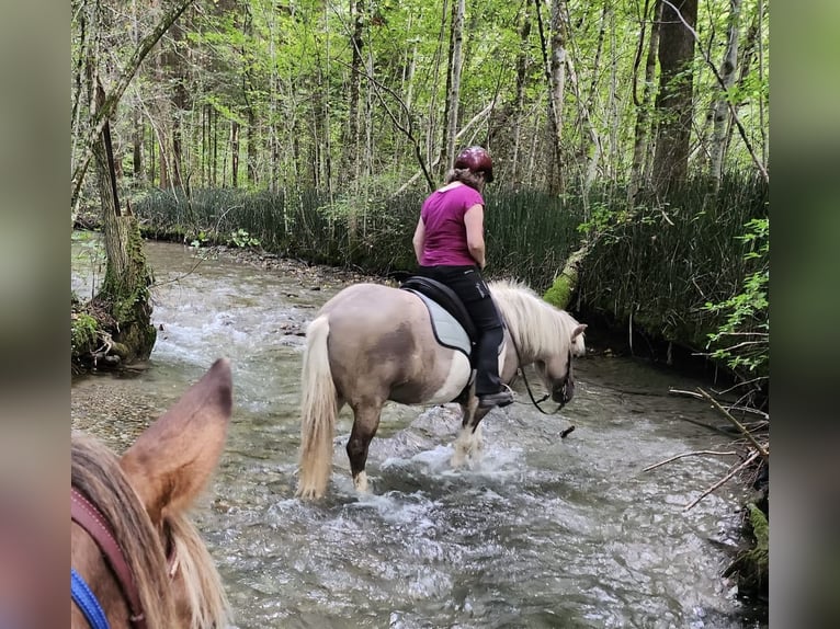 Caballos islandeses Yegua 10 años 142 cm Bayo in Schwanden im Emmental