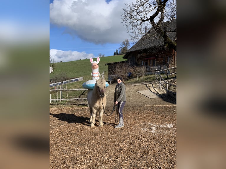 Caballos islandeses Yegua 10 años 142 cm Bayo in Schwanden im Emmental