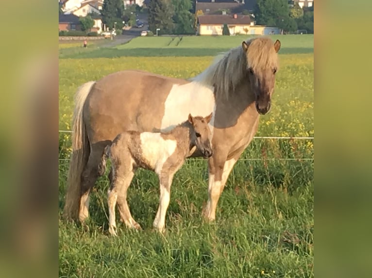 Caballos islandeses Yegua 10 años 142 cm Bayo in Schwanden im Emmental