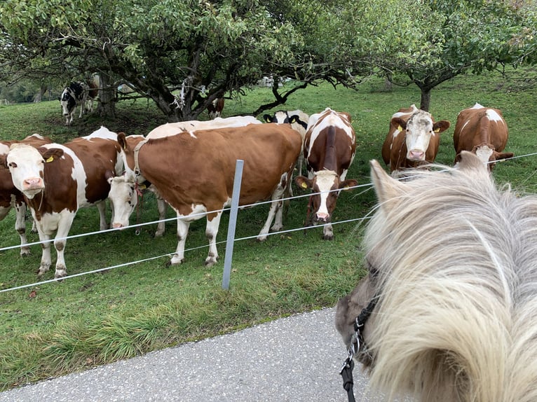 Caballos islandeses Yegua 10 años 142 cm Bayo in Schwanden im Emmental