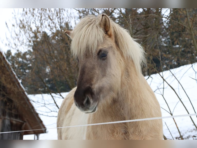 Caballos islandeses Yegua 10 años 142 cm Bayo in Schwanden im Emmental