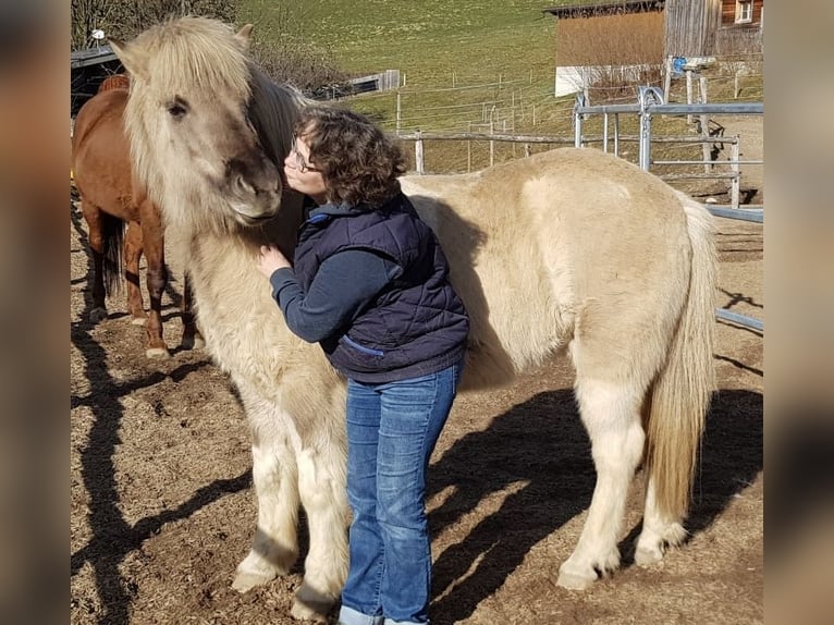 Caballos islandeses Yegua 10 años 142 cm Bayo in Schwanden im Emmental