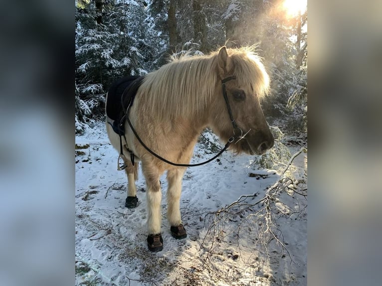 Caballos islandeses Yegua 10 años 142 cm Bayo in Schwanden im Emmental