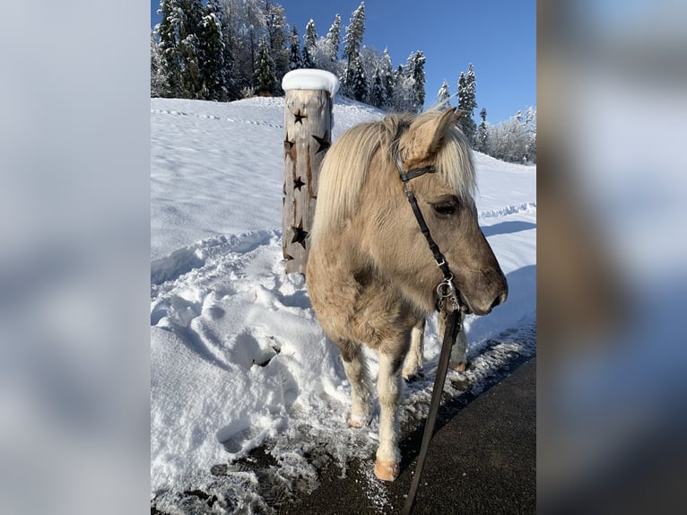 Caballos islandeses Yegua 10 años 142 cm Bayo in Schwanden im Emmental