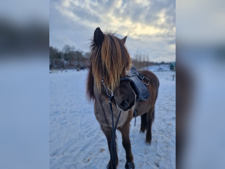 Caballos islandeses Yegua 10 años 143 cm Castaño oscuro in Teltow
