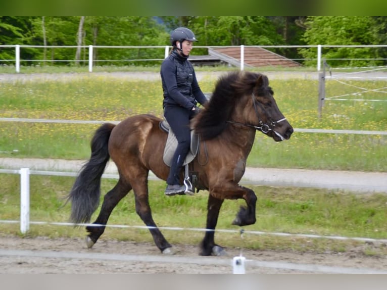 Caballos islandeses Yegua 10 años 143 cm Negro in St. Radegund