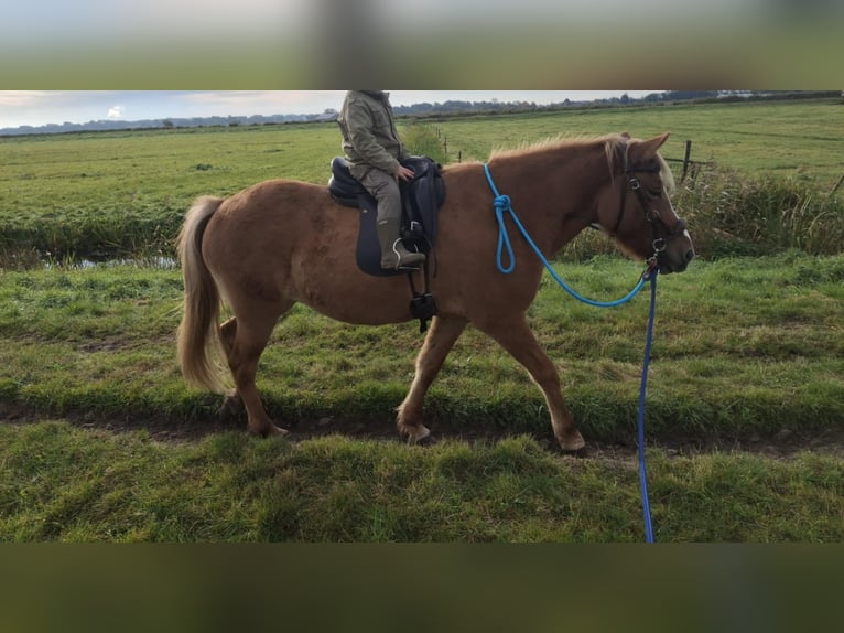 Caballos islandeses Yegua 10 años 143 cm Red Dun/Cervuno in Alkmaar