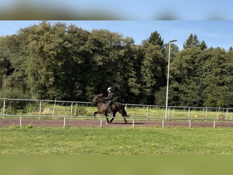 Caballos islandeses Yegua 10 años 144 cm Negro in Soltau