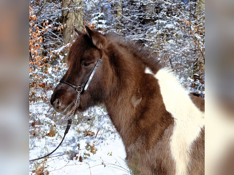 Caballos islandeses Yegua 10 años 144 cm Pío in Friesenhagen
