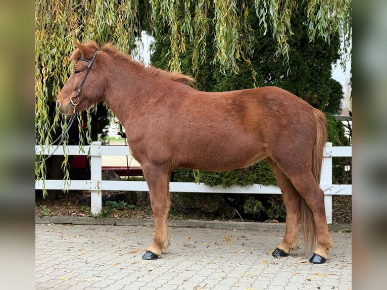 Caballos islandeses Yegua 10 años 145 cm Alazán in Lochen am See