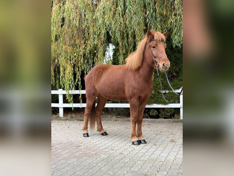 Caballos islandeses Yegua 10 años 145 cm Alazán in Lochen am See