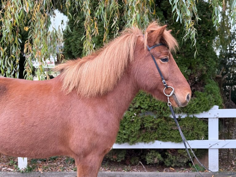 Caballos islandeses Yegua 10 años 145 cm Alazán in Lochen am See