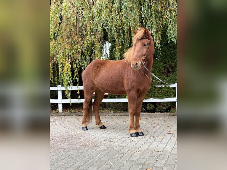 Caballos islandeses Yegua 10 años 145 cm Alazán in Lochen am See