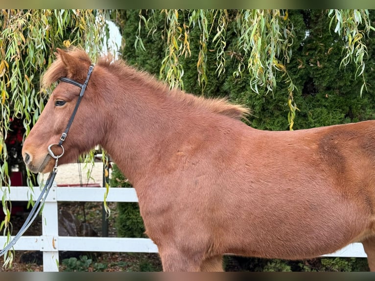 Caballos islandeses Yegua 10 años 145 cm Alazán in Lochen am See