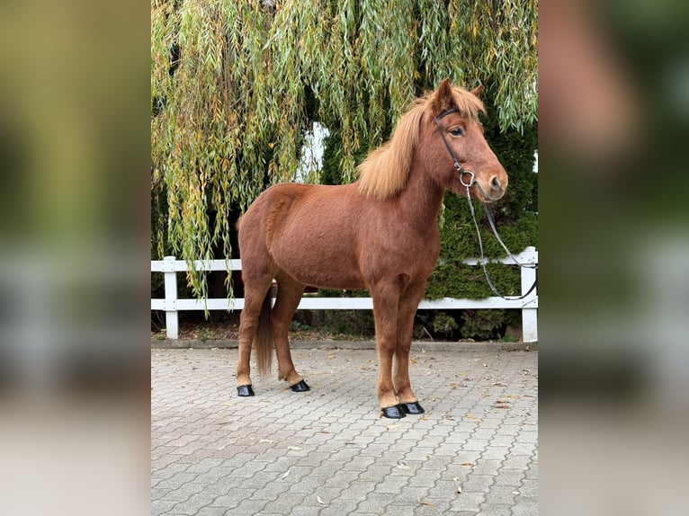 Caballos islandeses Yegua 10 años 145 cm Alazán in Lochen am See