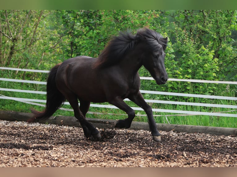 Caballos islandeses Yegua 10 años 146 cm Negro in W&#xE4;denswil