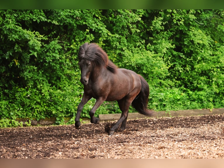 Caballos islandeses Yegua 10 años 146 cm Negro in W&#xE4;denswil