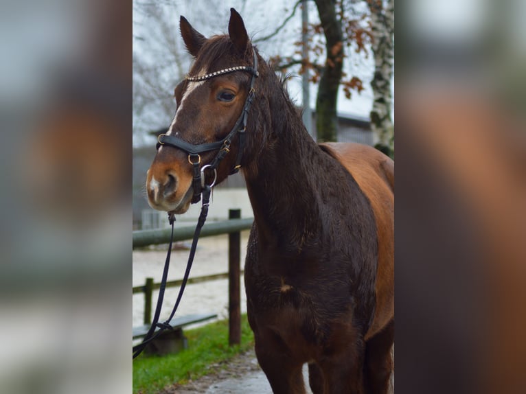 Caballos islandeses Mestizo Yegua 10 años 148 cm Alazán in Odenthal