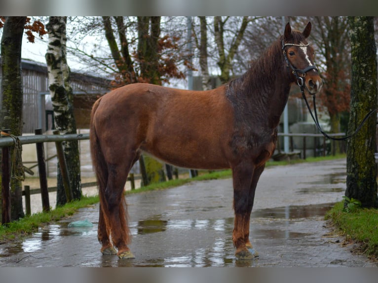 Caballos islandeses Mestizo Yegua 10 años 148 cm Alazán in Odenthal