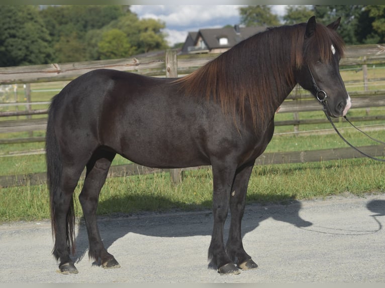 Caballos islandeses Yegua 10 años Negro in Ratingen