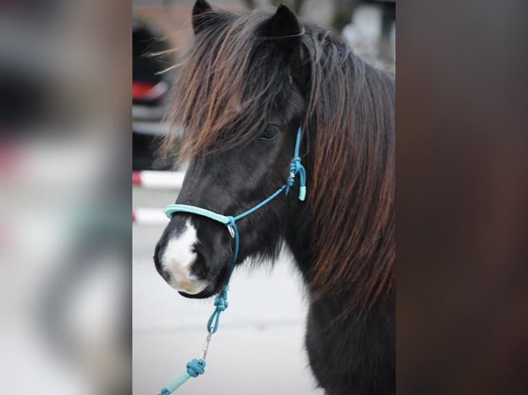 Caballos islandeses Yegua 10 años Negro in Ratingen