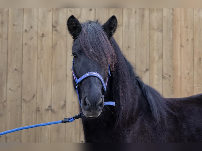 Caballos islandeses Yegua 10 años Negro in Straßwalchen