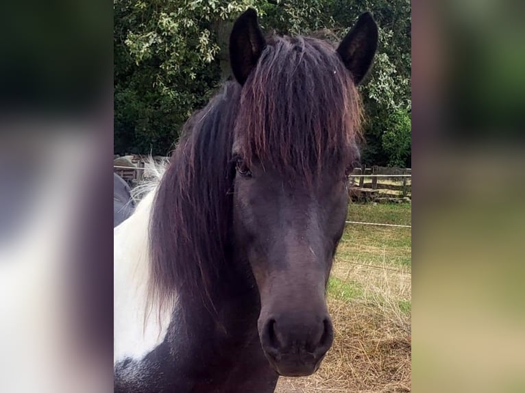 Caballos islandeses Yegua 10 años Pío in Neustadt am Rübenberge