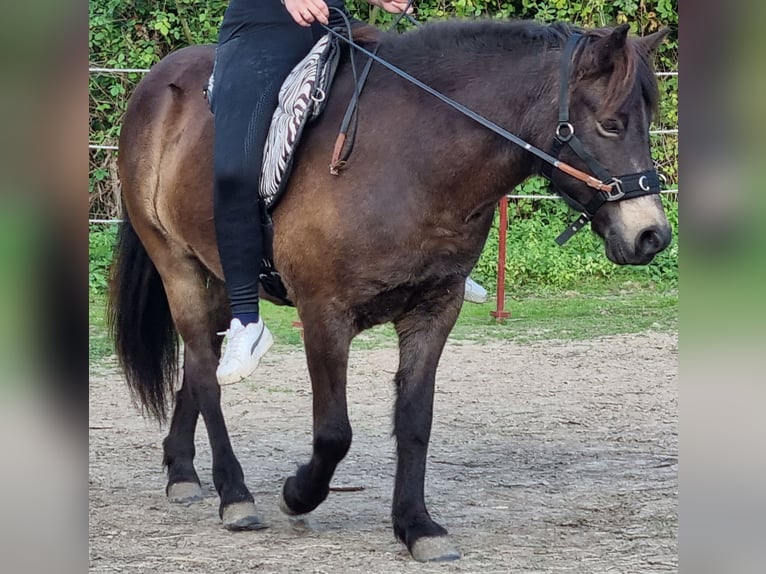 Caballos islandeses Yegua 11 años 130 cm Castaño oscuro in Werl