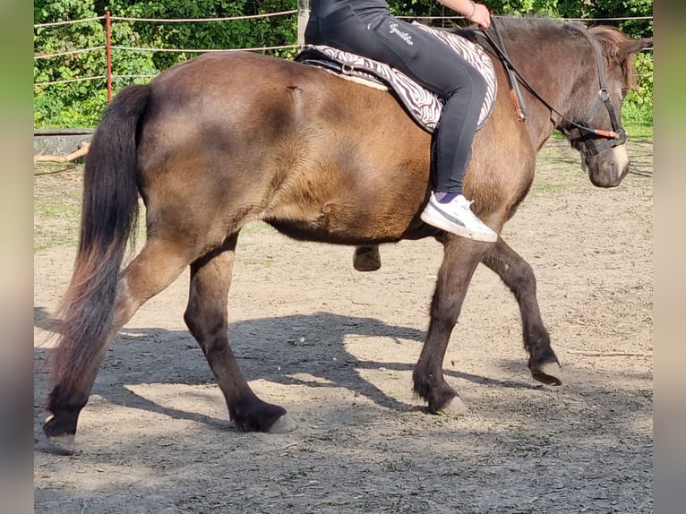 Caballos islandeses Yegua 11 años 130 cm Castaño oscuro in Werl