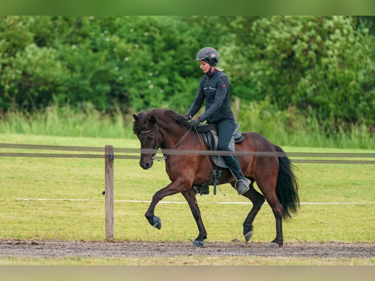 Caballos islandeses Yegua 11 años 133 cm Negro in Schechen