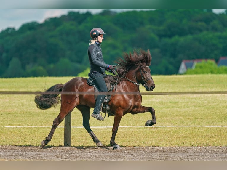 Caballos islandeses Yegua 11 años 133 cm Negro in Schechen