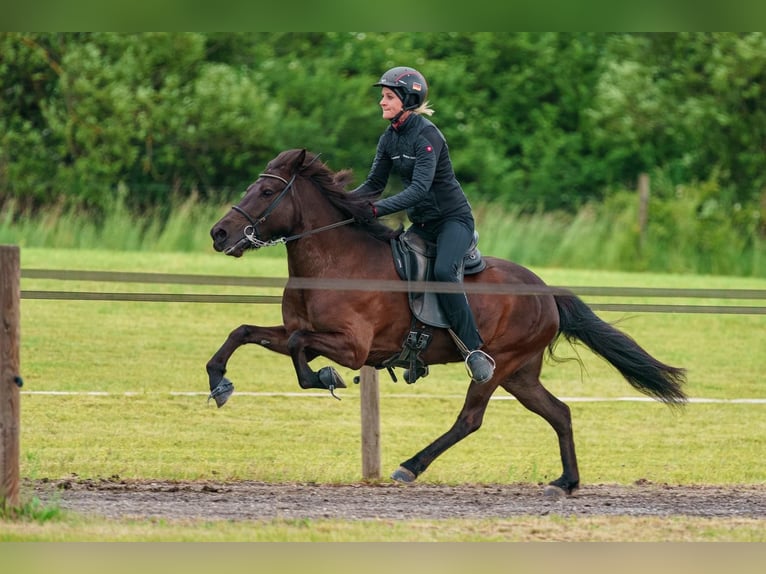 Caballos islandeses Yegua 11 años 133 cm Negro in Schechen