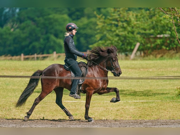 Caballos islandeses Yegua 11 años 133 cm Negro in Schechen