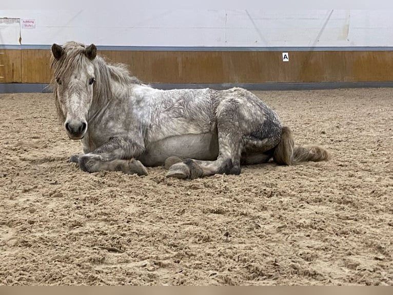 Caballos islandeses Yegua 11 años 135 cm Tordo rodado in Dettenheim
