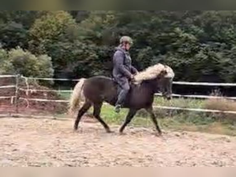 Caballos islandeses Yegua 11 años 136 cm in Schwarzenborn