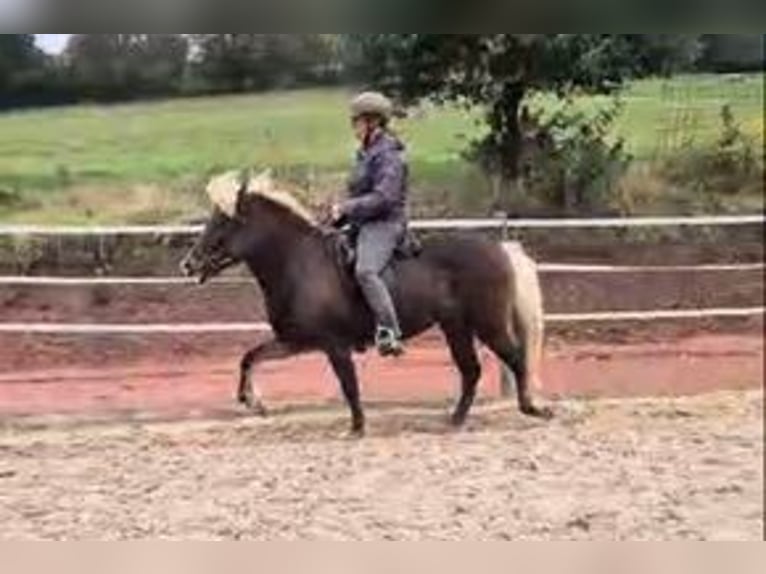 Caballos islandeses Yegua 11 años 136 cm in Schwarzenborn