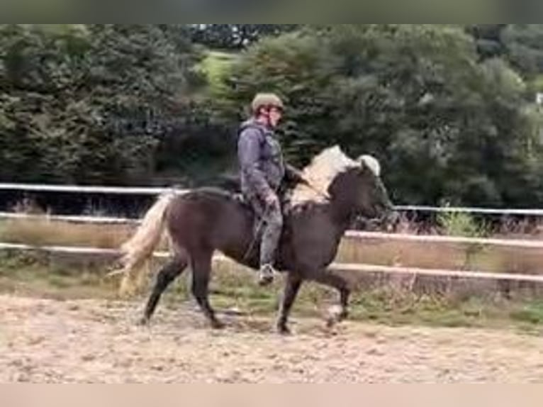 Caballos islandeses Yegua 11 años 136 cm in Schwarzenborn