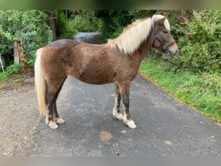 Caballos islandeses Yegua 11 años 136 cm in Schwarzenborn