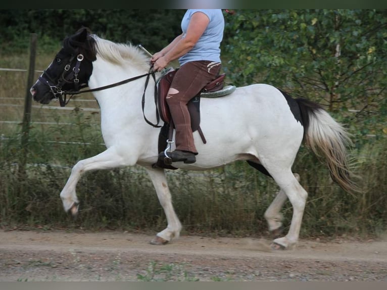 Caballos islandeses Yegua 11 años 136 cm Pío in Saarland