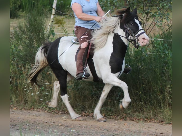 Caballos islandeses Yegua 11 años 136 cm Pío in Saarland