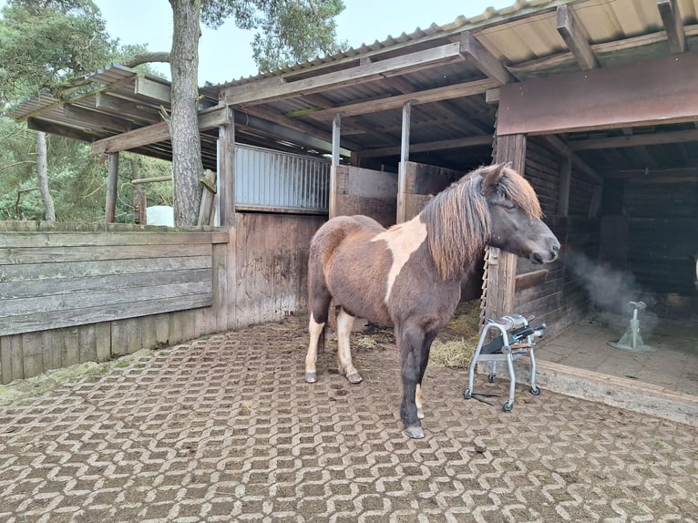 Caballos islandeses Yegua 11 años 136 cm Pío in Schleiden