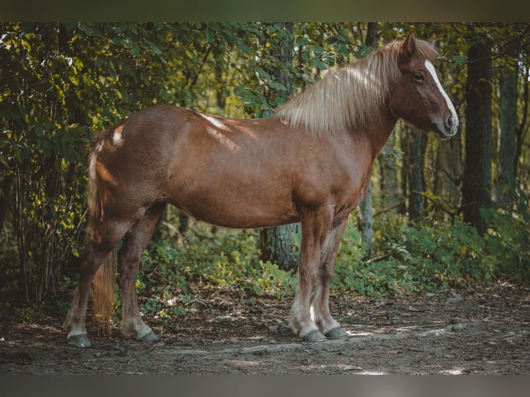 Caballos islandeses Yegua 11 años 137 cm Alazán in Buchholz in der Nordheide