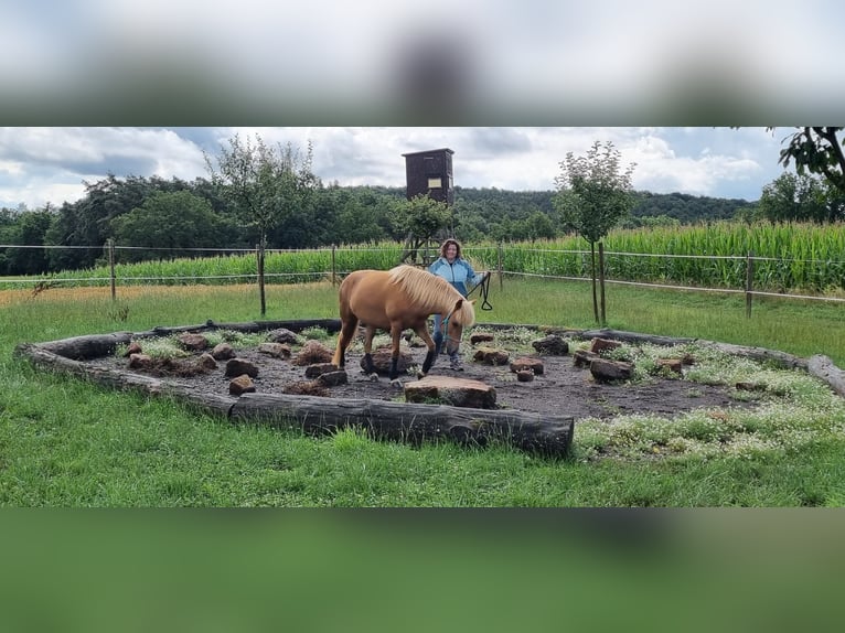 Caballos islandeses Yegua 11 años 137 cm Alazán in Sippersfeld